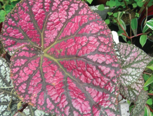B. ‘Logan Beauty’